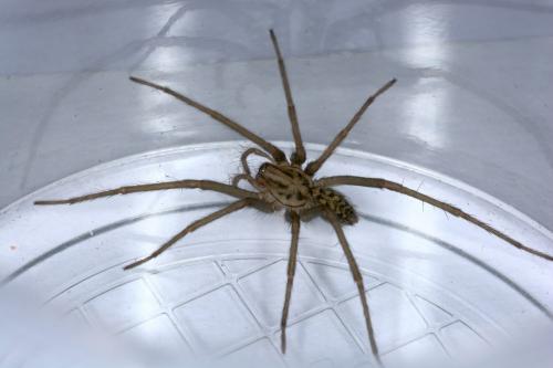 Eratigena sp.
